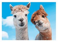 3d ansichtkaart lamas