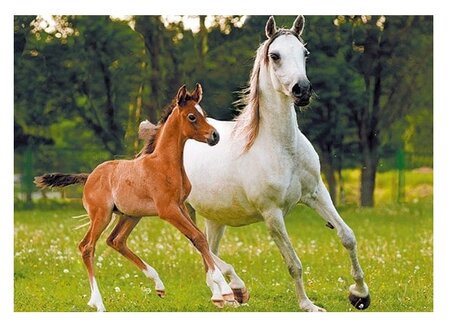 3d ansichtkaart paard/veulen