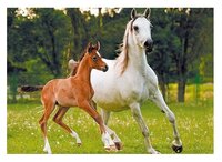 3d ansichtkaart paard/veulen