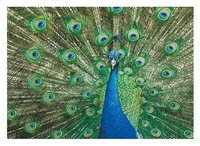 3d ansichtkaart pauw