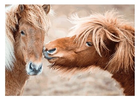 3d ansichtkaart ponys