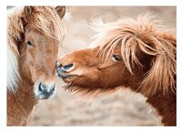 3d ansichtkaart ponys