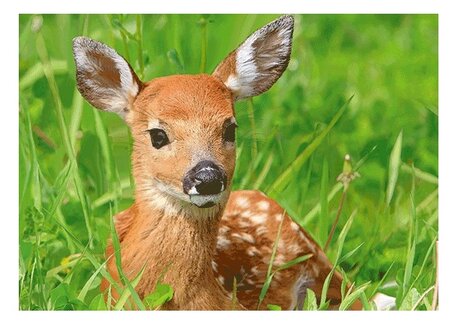 3d ansichtkaart ree liggend