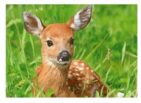 3d ansichtkaart ree liggend