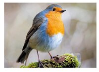 3d ansichtkaart roodborst