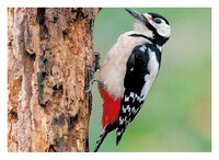 3d ansichtkaart specht