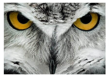 3d ansichtkaart uil kop