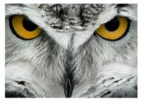 3d ansichtkaart uil kop