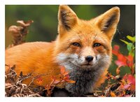 3d ansichtkaart vos liggend