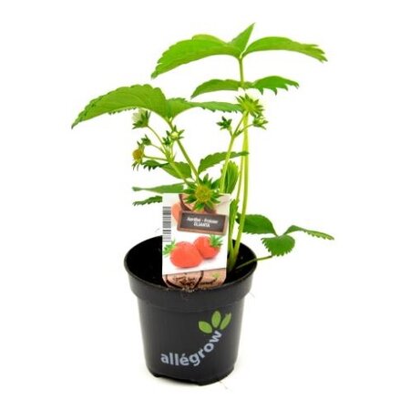Aardbei 'Elsanta' - afbeelding 1