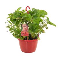 Aardbei Fragaria Tenira P25