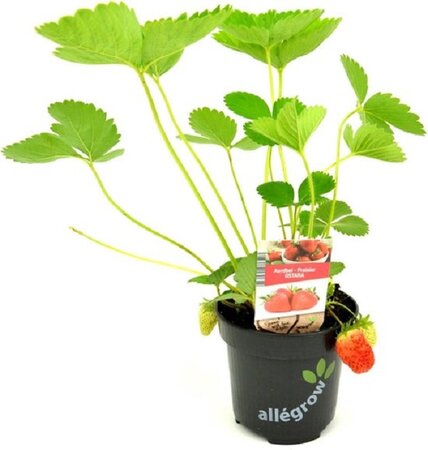 Aardbei 'Ostara'