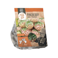 Aardbei pineberry 3st - afbeelding 2