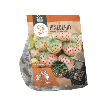 Aardbei pineberry 3st - afbeelding 1