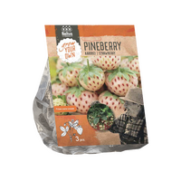 Aardbei pineberry 3st