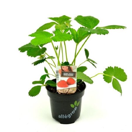 Aardbei Senga Sengana