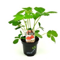 Aardbei Senga Sengana