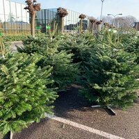 Abies nordmanniana 125-175cm - afbeelding 2