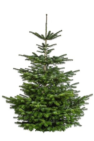 Abies nordmanniana 125-175cm - afbeelding 1