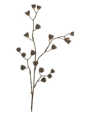 Abutilonsteel l85cm bruin