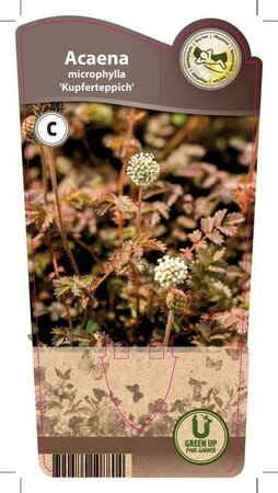 Acaena micr. 'Kupferteppich'