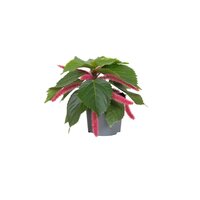 Acalypha hispida