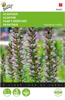 Acanthus mollis 2g