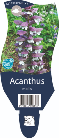 Acanthus mollis