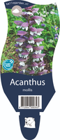 Acanthus mollis