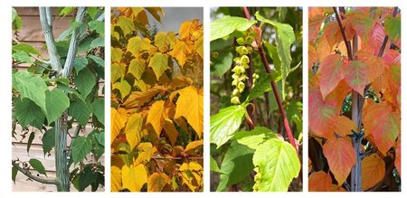 Acer davidii 'Viper'