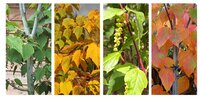 Acer davidii 'Viper'