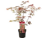 Acer pal. 'Atropurpureum'