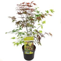 Acer pal. 'Festival'