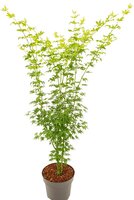 Acer pal. 'Going Green'®