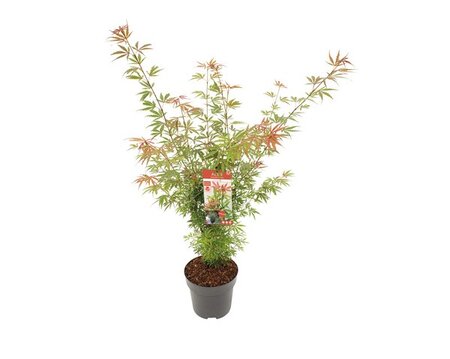 Acer pal. 'Jerre Schwartz'