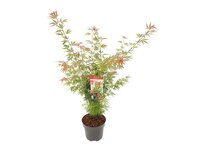 Acer pal. 'Jerre Schwartz'