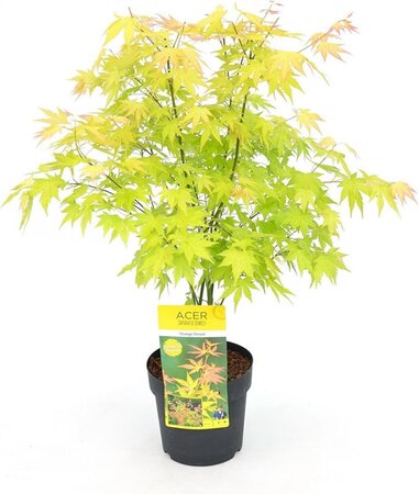 Acer pal. 'Orange Dream'