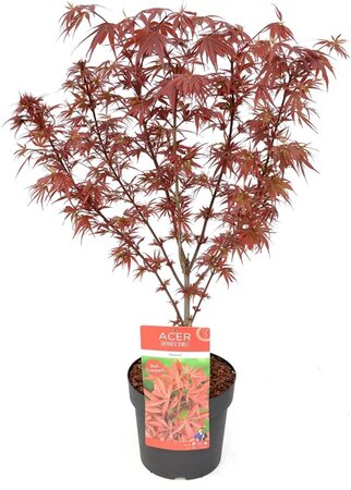 Acer pal. 'Shaina'
