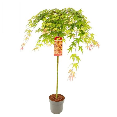 Acer palm. 'Cascade Ruby' (PBR)