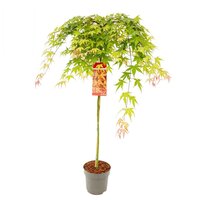 Acer palm. 'Cascade Ruby' (PBR)