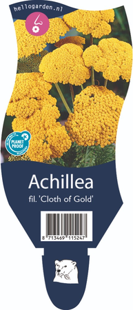 Achillea fil. 'Cloth of Gold'