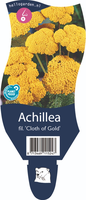 Achillea fil. 'Cloth of Gold'