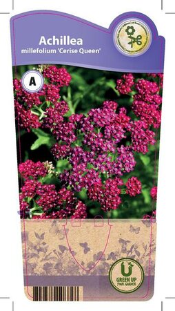 Achillea mil. 'Cerise Queen'