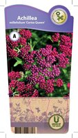 Achillea mil. 'Cerise Queen'