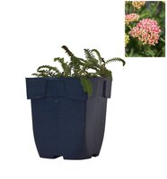 Achillea mil. 'Milly Rock Pink'®