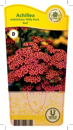 Achillea mil. 'Milly Rock Red'®