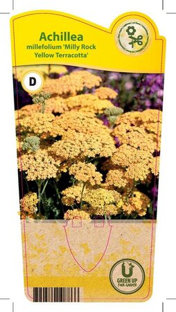 Achillea mil. 'Milly Rock Yellow'®