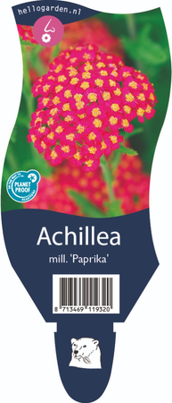 Achillea mill. Paprika P11