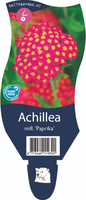 Achillea mill. Paprika P11