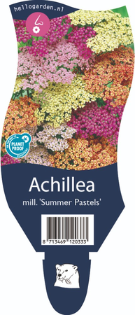 Achillea mill. Summer Pastels P11